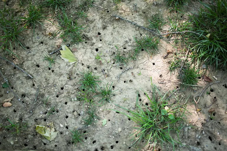 2021-05-20T231749Z-1080116356-RC2MJN9WYEXD-RTRMADP-3-USA-CICADAS