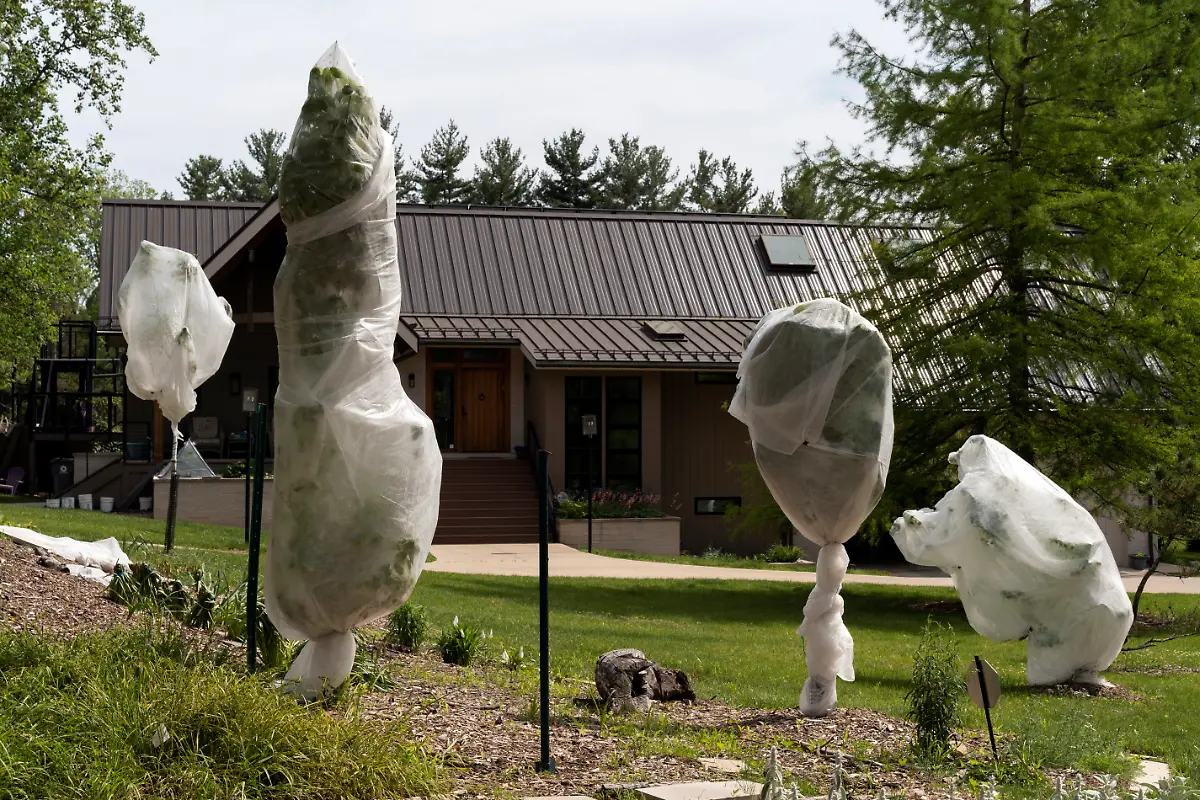 2021-05-22T064126Z-1731431093-RC2KKN90UN41-RTRMADP-3-USA-CICADAS