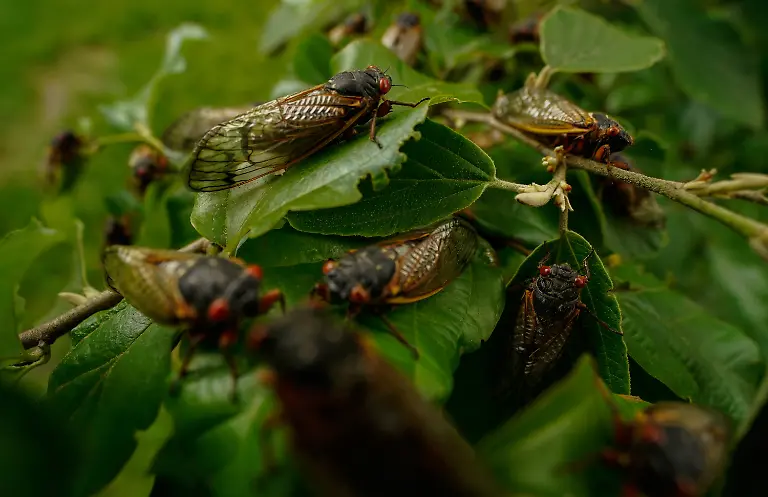 24b8a0aa53c3c25ee1aa737eea08d2a6