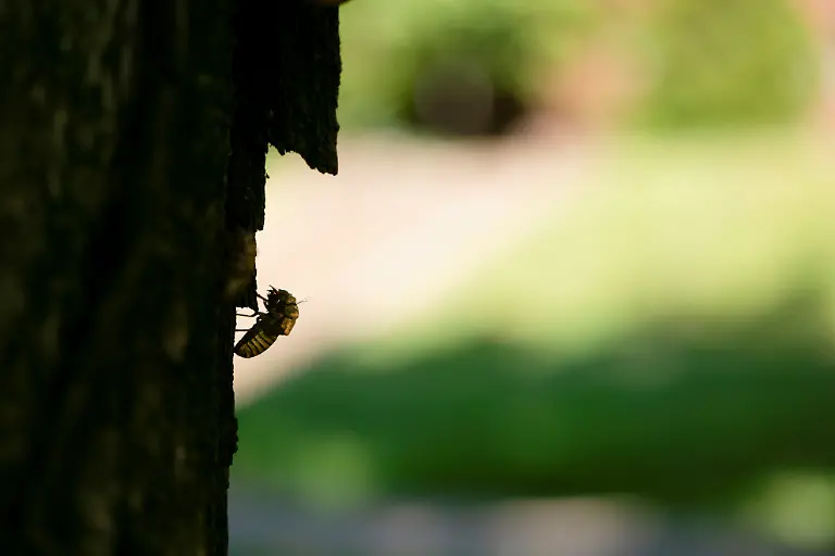 2021-05-20T230849Z-780980228-RC2MJN9VLTV9-RTRMADP-3-USA-CICADAS