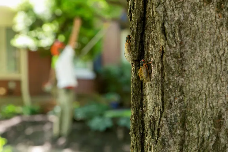 2021-05-20T230300Z-1202736235-RC2MJN9MLUU6-RTRMADP-3-USA-CICADAS