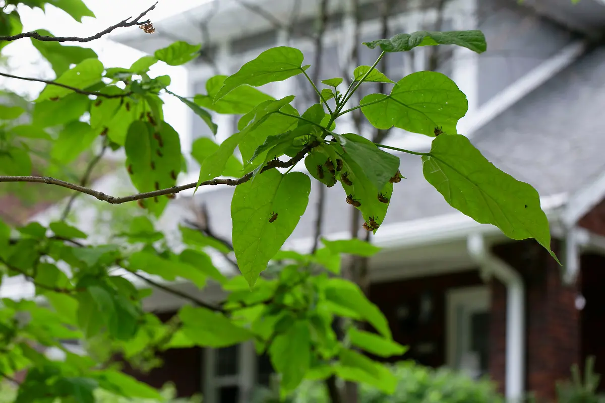 2021-05-20T225942Z-1770175858-RC2PJN9WT0WH-RTRMADP-3-USA-CICADAS