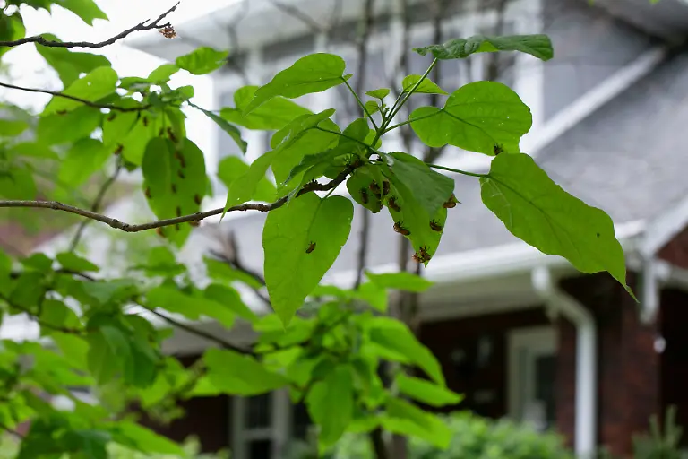 2021-05-20T225942Z-1770175858-RC2PJN9WT0WH-RTRMADP-3-USA-CICADAS