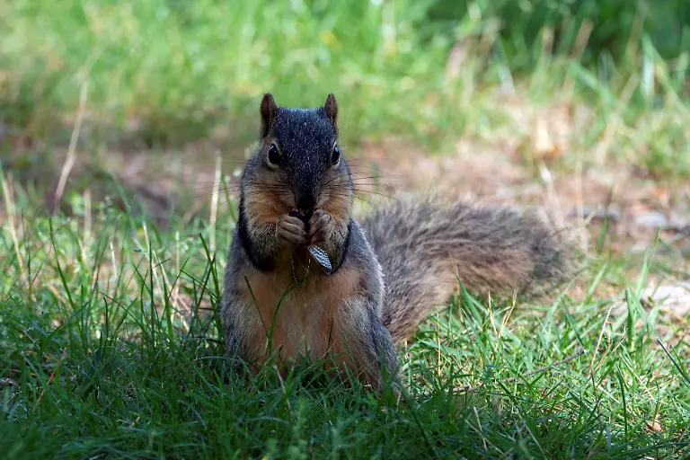 2021-05-22T063013Z-938637532-RC2LKN97AM9Y-RTRMADP-3-USA-CICADAS