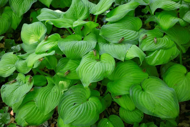 2021-05-20T230525Z-1290722939-RC2NJN9DDT4C-RTRMADP-3-USA-CICADAS