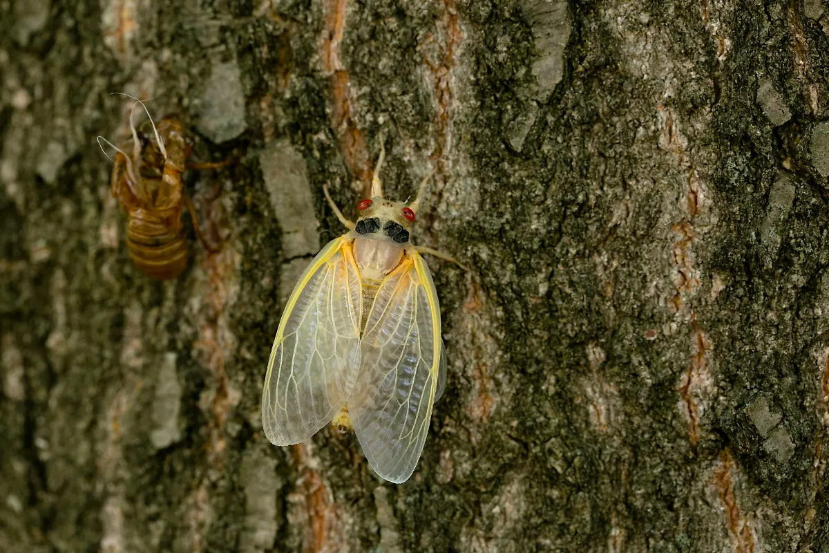 2021-05-20T231136Z-509374381-RC2MJN9M4FB5-RTRMADP-3-USA-CICADAS