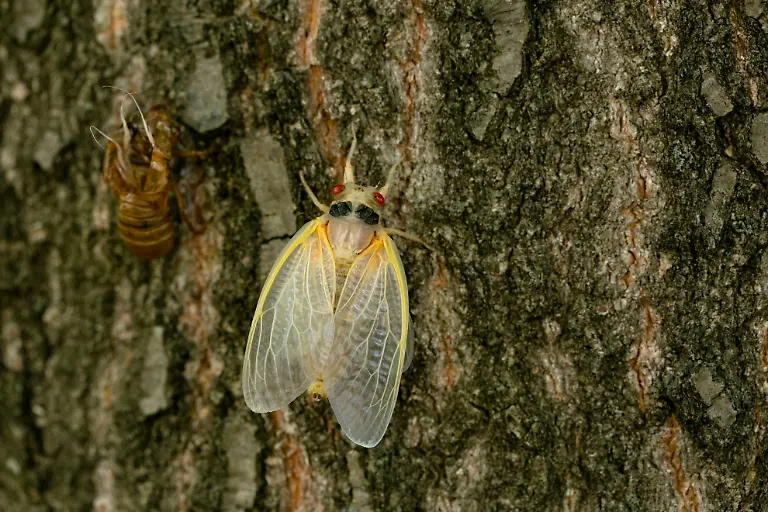 2021-05-20T231136Z-509374381-RC2MJN9M4FB5-RTRMADP-3-USA-CICADAS