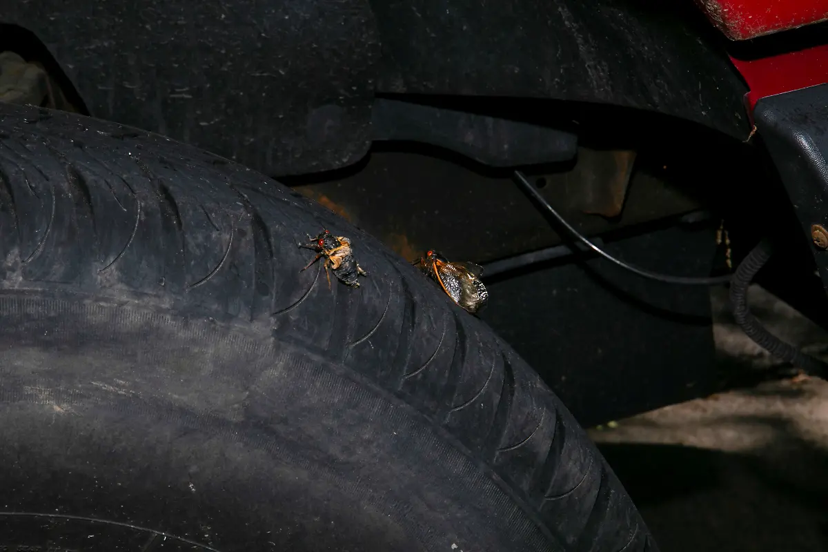 2021-05-20T230135Z-1044715061-RC2MJN9CCFEJ-RTRMADP-3-USA-CICADAS