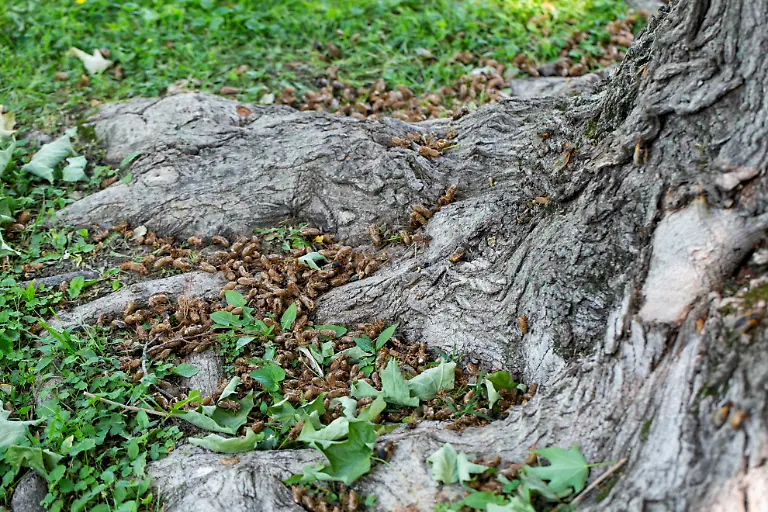 2021-05-20T230601Z-575009320-RC2MJN9UH8RK-RTRMADP-3-USA-CICADAS