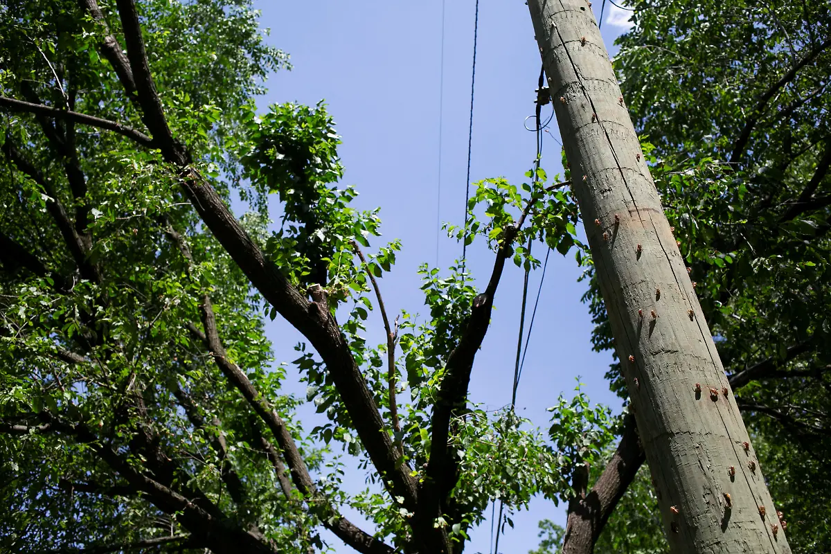 2021-05-20T230437Z-117188207-RC2NJN9MWVZ6-RTRMADP-3-USA-CICADAS