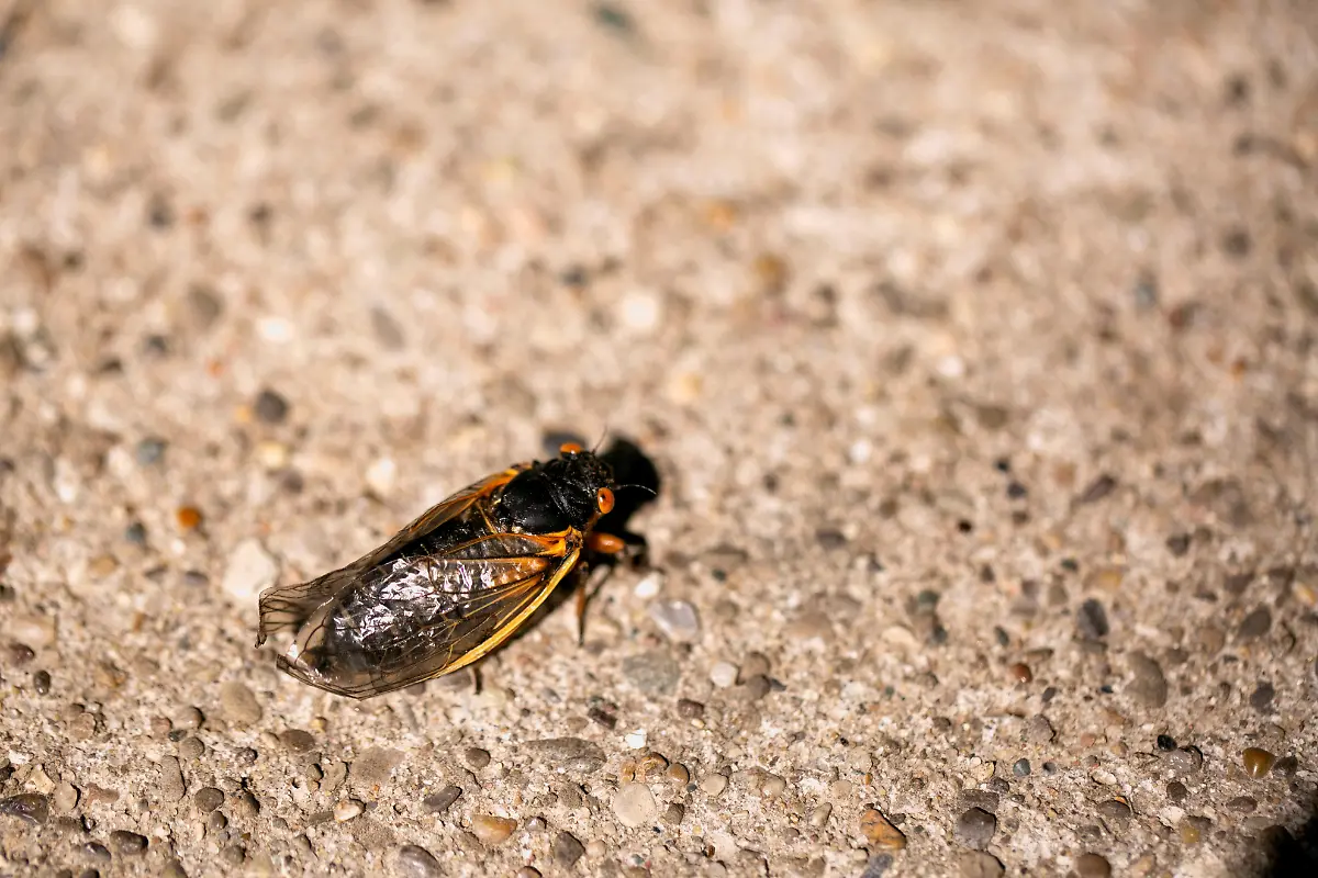 2021-05-20T231436Z-1593253446-RC2MJN9N7PJX-RTRMADP-3-USA-CICADAS