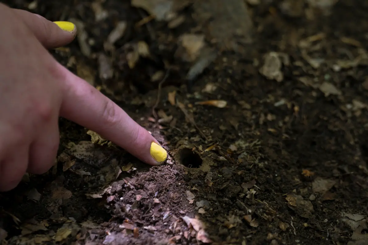 2021-05-22T065116Z-766575573-RC2IKN95H7WL-RTRMADP-3-USA-CICADAS