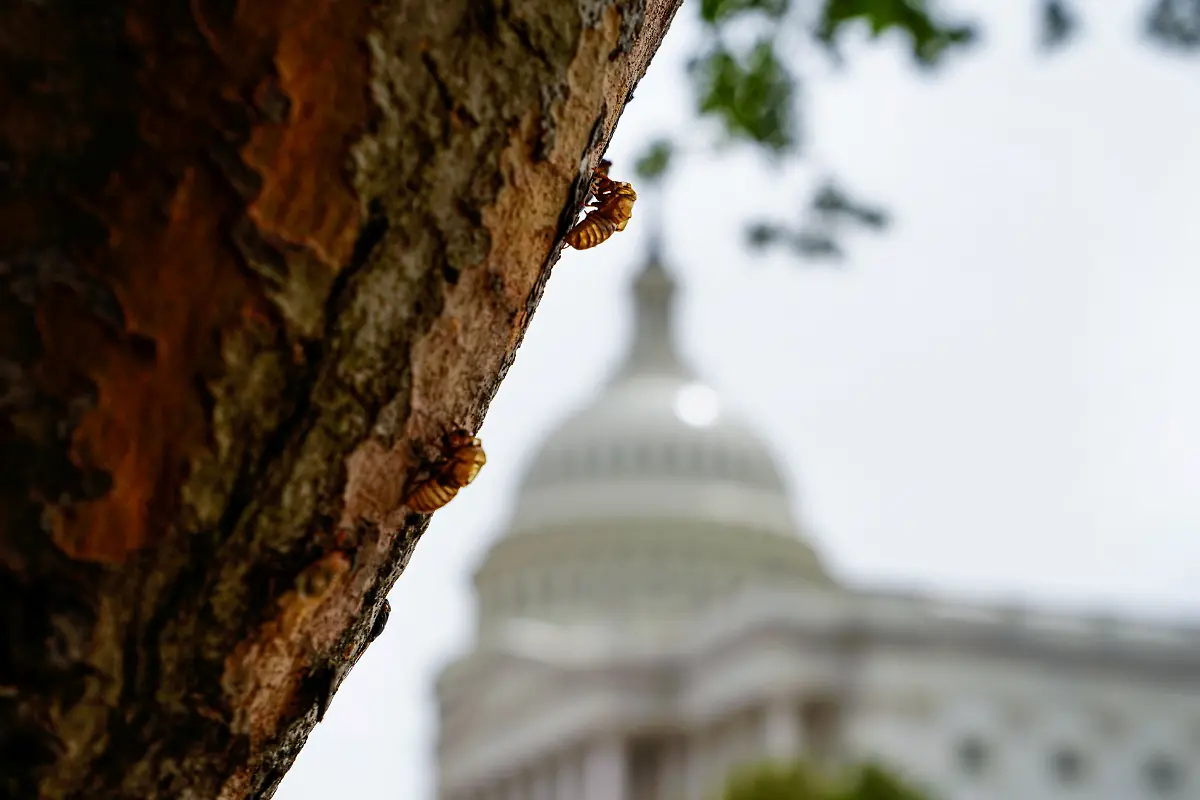 2021-05-23T051204Z-661665779-RC22LN9TADQG-RTRMADP-3-USA-CAPITOL