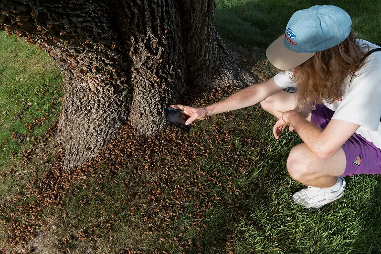 2021-05-22T071940Z-764625289-RC2NKN9JC2XX-RTRMADP-3-USA-CICADAS