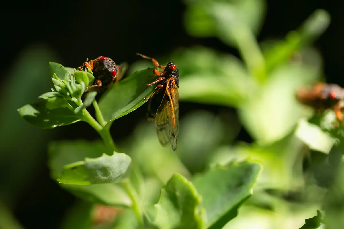 2021-05-20T231248Z-780039162-RC2LJN9LMDTE-RTRMADP-3-USA-CICADAS