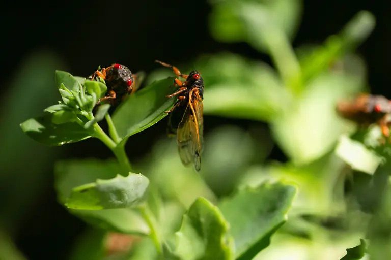 2021-05-20T231248Z-780039162-RC2LJN9LMDTE-RTRMADP-3-USA-CICADAS