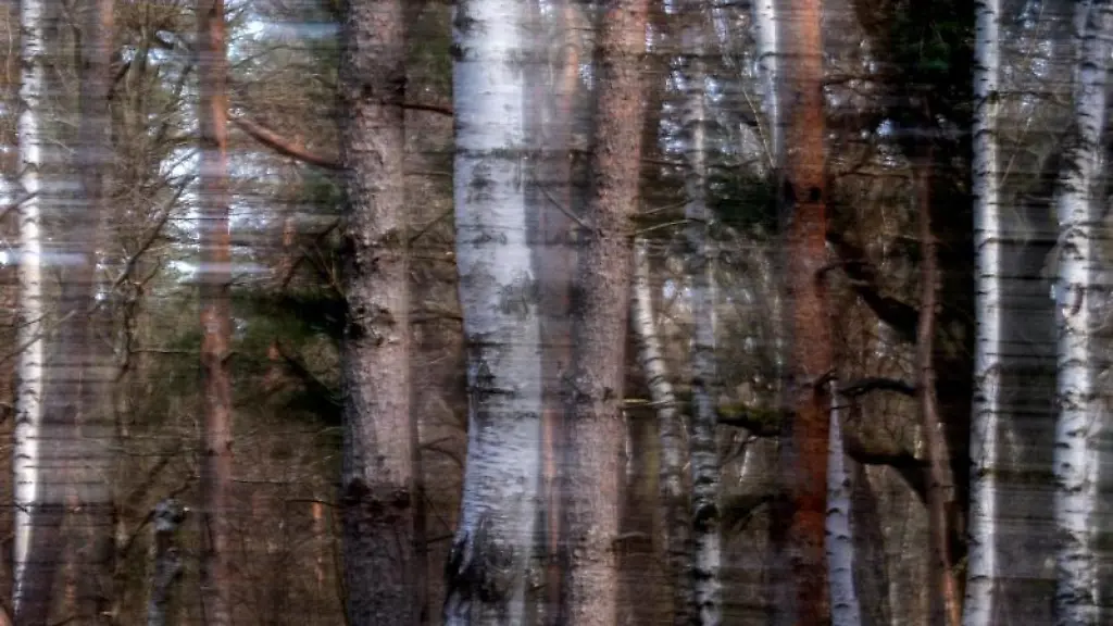 Staemme-von-Kiefern-und-Birken-stehen-in-einem-saechsischen-Wald