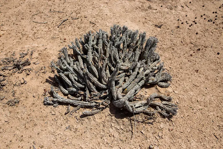 2021-05-12T100054Z-710833776-RC26KD9XDJMG-RTRMADP-3-MOROCCO-SURFING