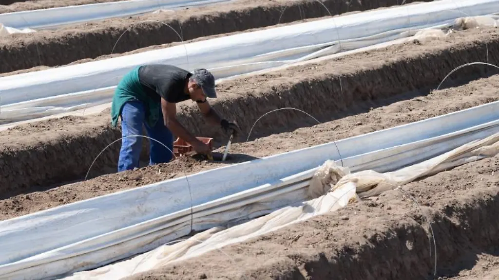 Ein-Erntehelfer-erntet-Spargel-auf-einem-Spargelfeld