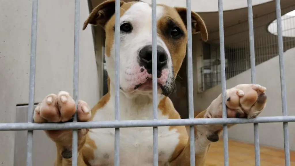Ein-Hund-blickt-aus-dem-Zwinger-eines-Tierheims