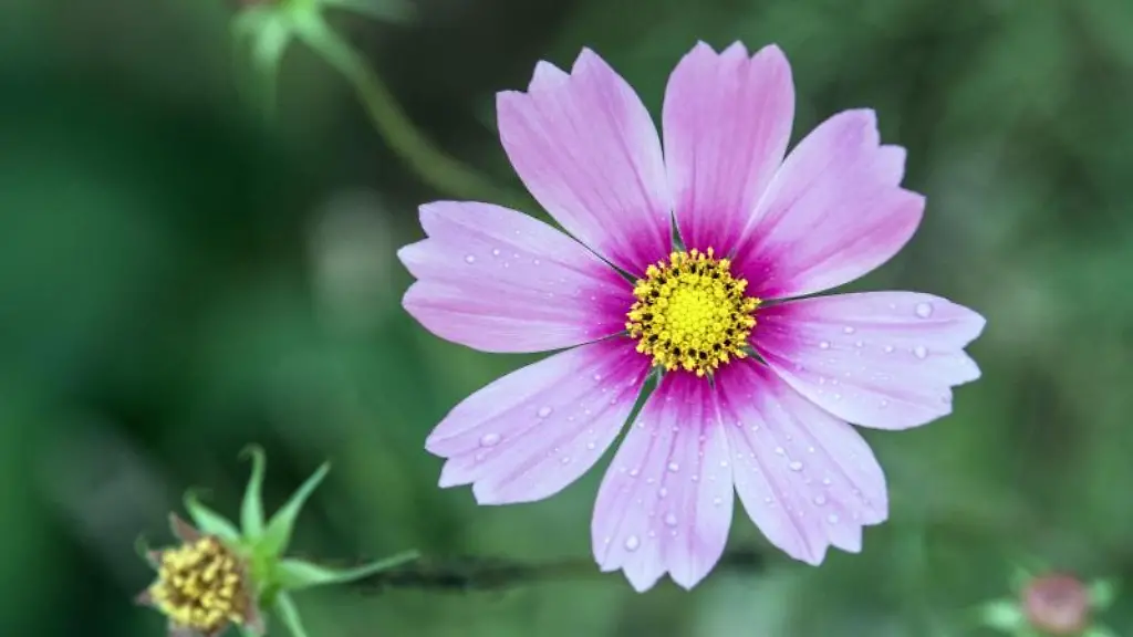 Wassertropfen-haben-sich-auf-den-Blaettern-einer-Cosmea-Bluete-gesammelt