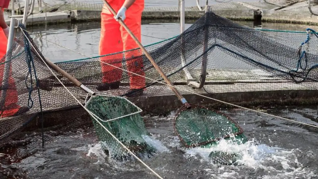Fischzuechter-fangen-Lachsforellen-aus-schwimmenden-Aufzuchtkaefigen