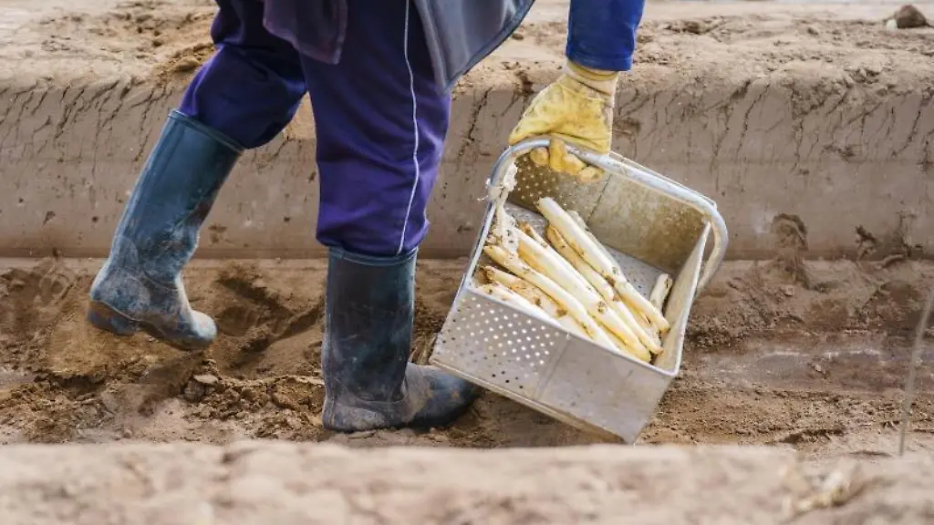Eine-Erntehelferin-sticht-Spargel