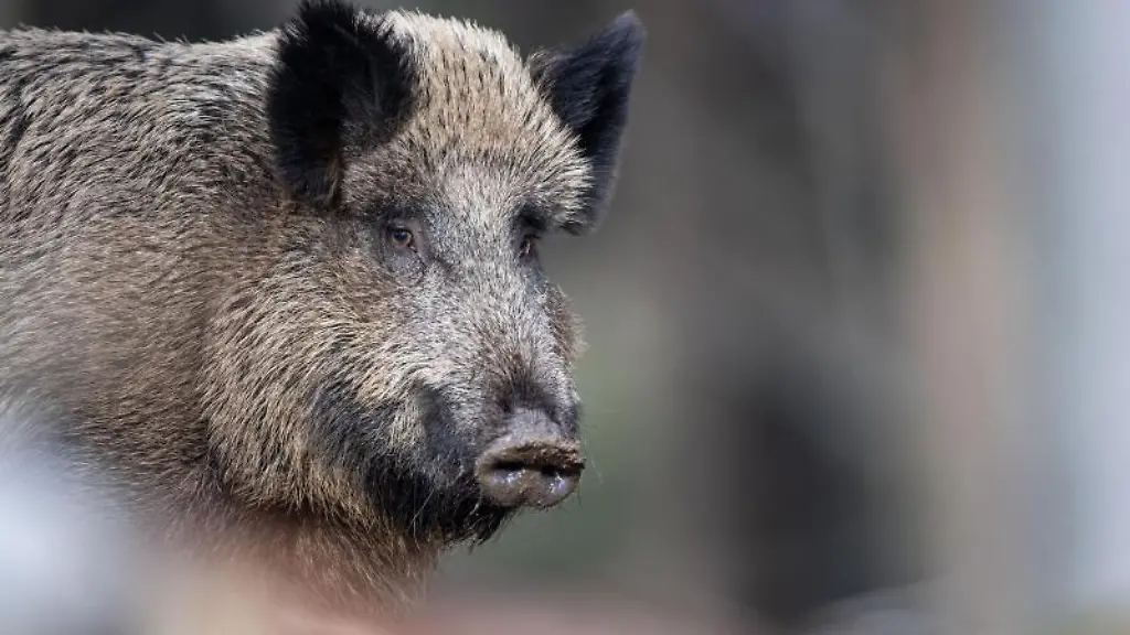 Ein-Wildschwein-steht-auf-einem-Plateau-im-Wald