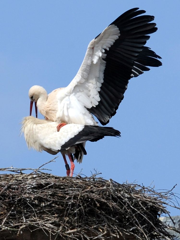 Vögel sind Flirtweltmeister.