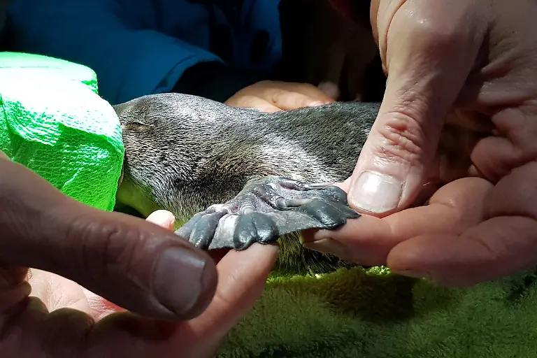 2021-04-27T010607Z-416041416-RC214N9B0B2L-RTRMADP-3-AUSTRALIA-PLATYPUS