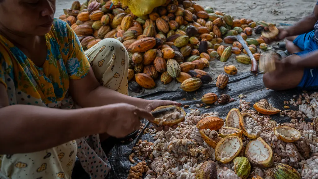 Der-Schokoladenhersteller-investiert-nach-eigenen-Angaben-in-eine-Kakaoplantage-in-Nicaragua