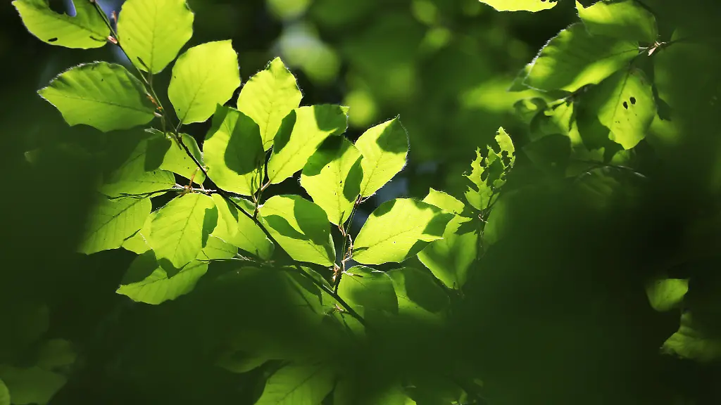 D-5720229-dpa-5FA1DA001C77CEB6