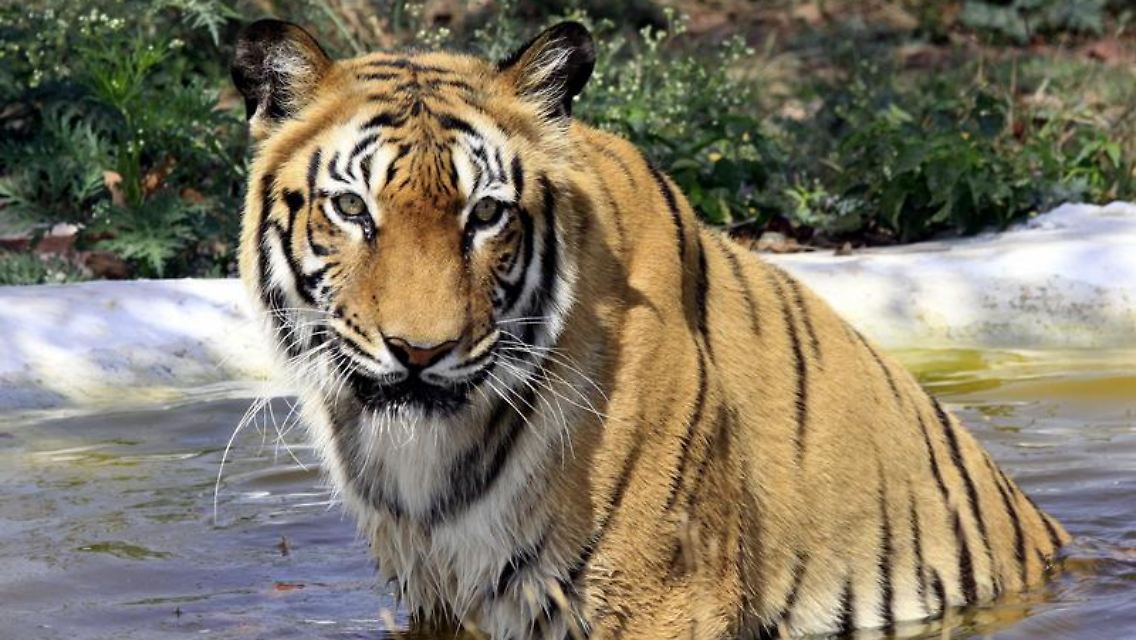 Tiger in einem Nationalpark in Indien: Die Zahl der wildlebenden Raubkatzen ist gestiegen