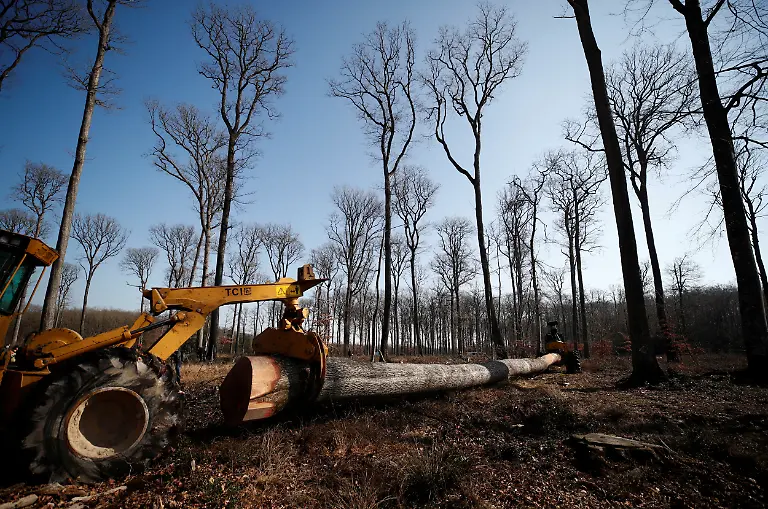 2021-03-08T171002Z-1681438304-RC257M9XNE9S-RTRMADP-3-FRANCE-NOTREDAME-OAKS