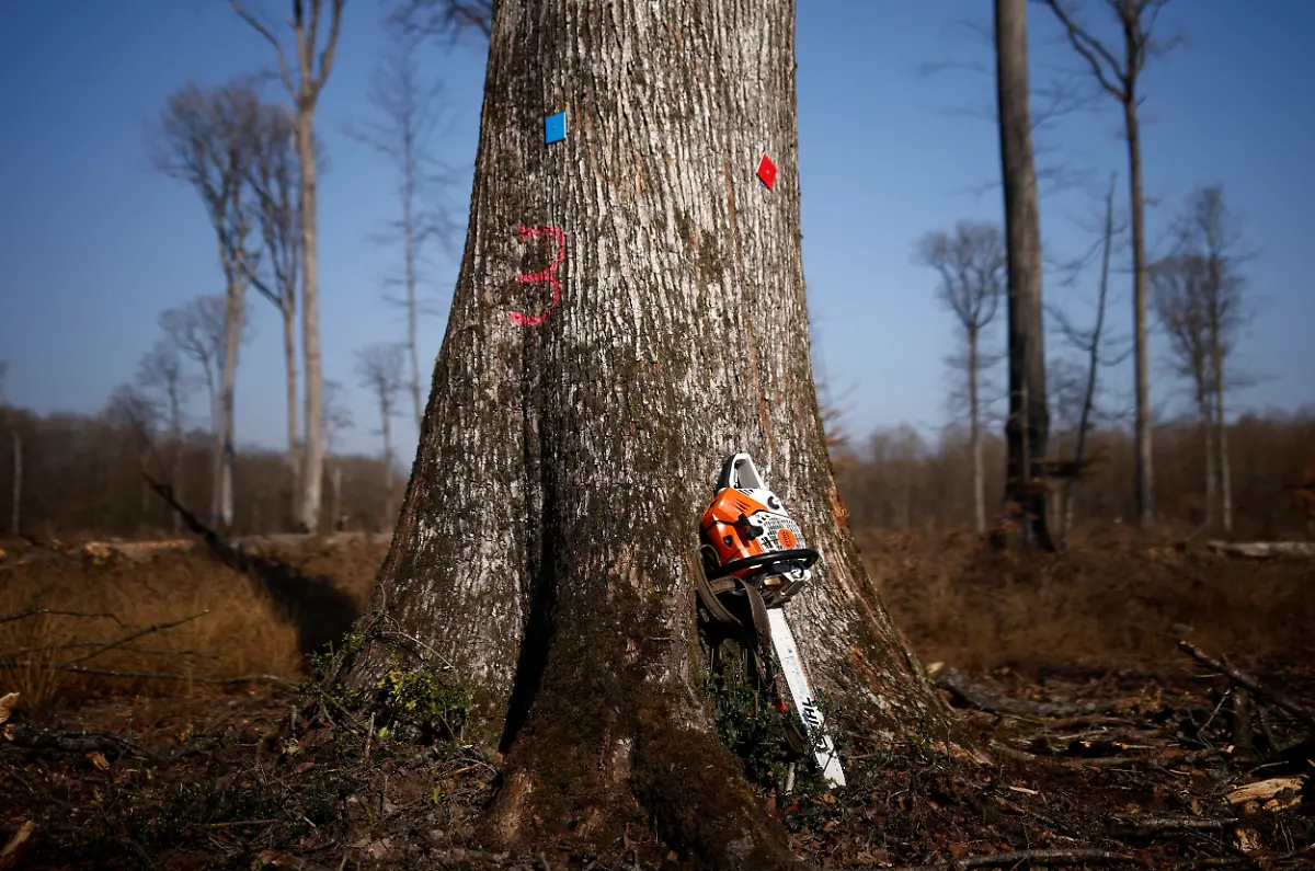 2021-03-08T171037Z-682934290-RC257M9C65B0-RTRMADP-3-FRANCE-NOTREDAME-OAKS