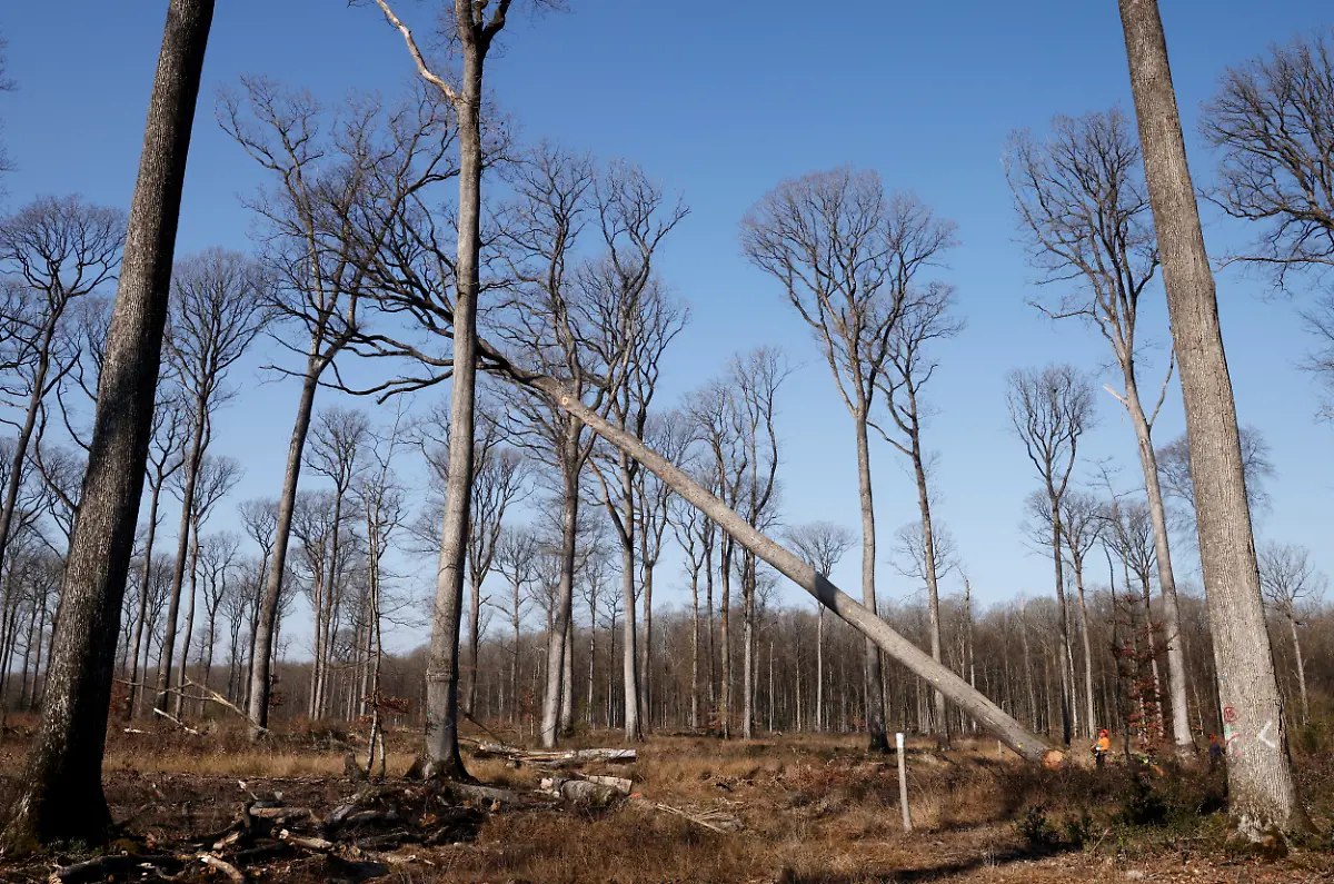 2021-03-08T171208Z-294006402-RC257M97ONC5-RTRMADP-3-FRANCE-NOTREDAME-OAKS