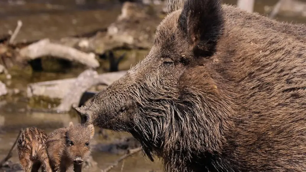 Ein-Wildschwein-mit-Frischlingen-laeuft-durch-das-Wildgehege-Moritzburg