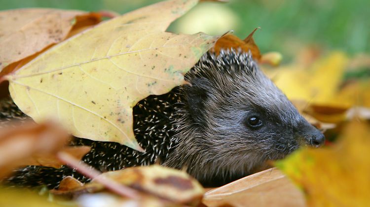 Ein Igel vor dem Winterschlaf.