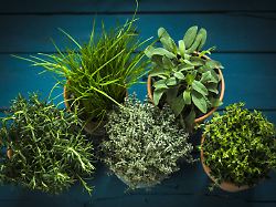 Die besten Tipps: Welke Küchenkräuter retten: So werden sie wieder frisch