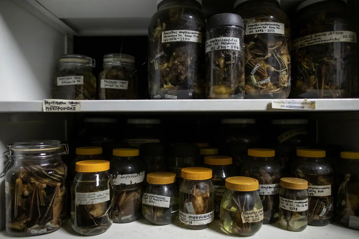 2021-03-22T230045Z-1721372201-RC2NGM9G1KG6-RTRMADP-3-HEALTH-CORONAVIRUS-PHILIPPINES-BATS