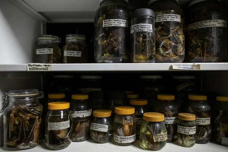 2021-03-22T230045Z-1721372201-RC2NGM9G1KG6-RTRMADP-3-HEALTH-CORONAVIRUS-PHILIPPINES-BATS