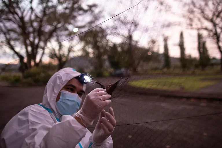 2021-03-22T230043Z-1404286366-RC2NGM9FNIJ1-RTRMADP-3-HEALTH-CORONAVIRUS-PHILIPPINES-BATS