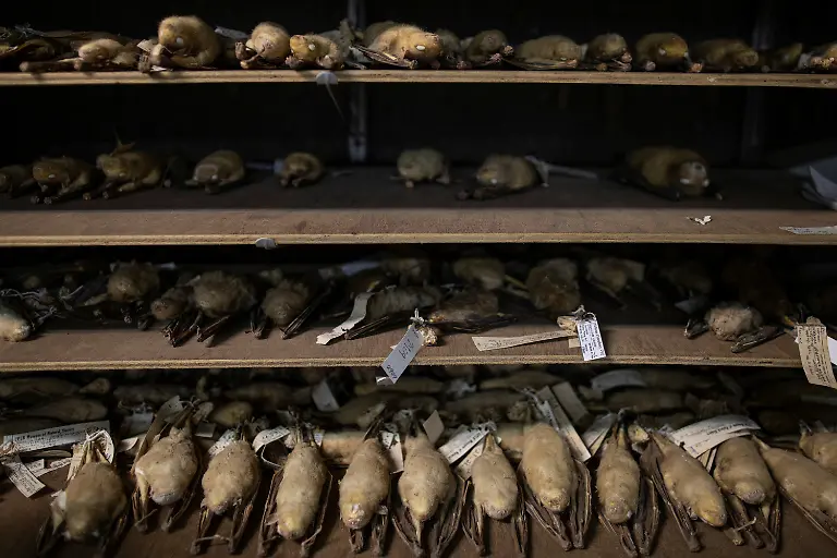 2021-03-22T230041Z-1452337916-RC2NGM9IO85Z-RTRMADP-3-HEALTH-CORONAVIRUS-PHILIPPINES-BATS