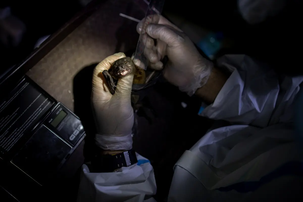 2021-03-22T230049Z-634976411-RC2NGM9HR58X-RTRMADP-3-HEALTH-CORONAVIRUS-PHILIPPINES-BATS