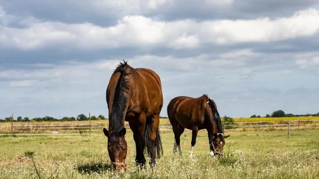 Pferde-grasen-auf-einem-Feld-bei-Schoeneiche