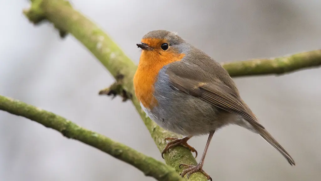 cf6d2dae4bb328b9a601509100959242