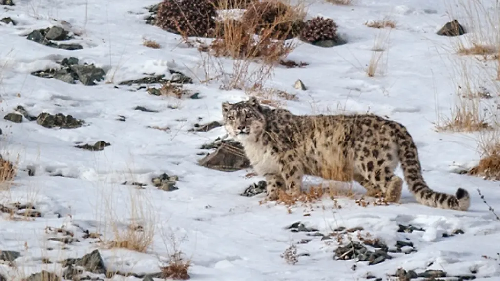 984e594ee0c0829ce8746897462c7f5c