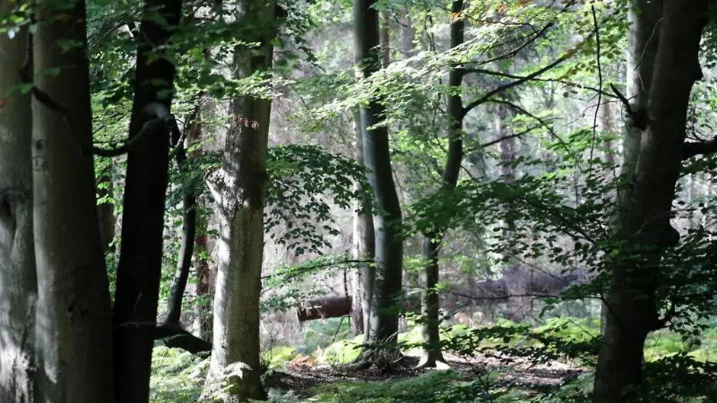 Blick-auf-Buchen-im-Revier-Torfbruecke-der-Rostocker-Heide