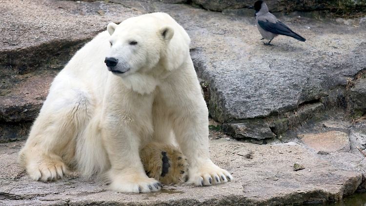Eisbär "Knut", aufgenommen am 18. Februar 2011 im Zoo Berlin.