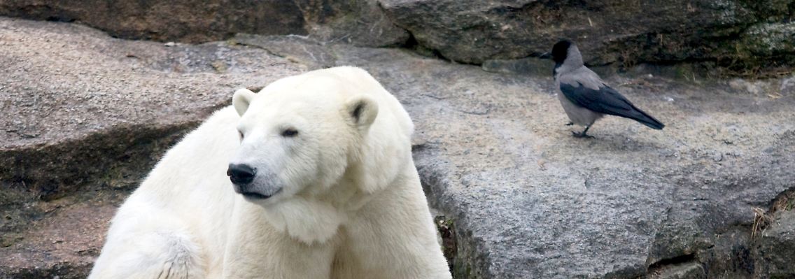 Eisbär "Knut", aufgenommen am 18. Februar 2011 im Zoo Berlin.